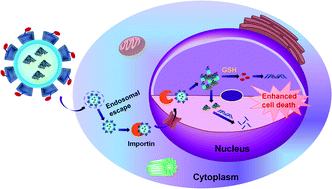 Graphical abstract: Nucleus-selective codelivery of proteins and drugs for synergistic antitumor therapy