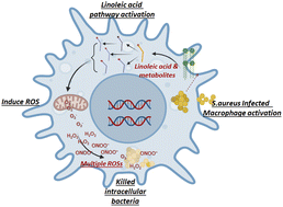 Graphical abstract: Linoleic acid metabolism activation in macrophages promotes the clearing of intracellular Staphylococcus aureus