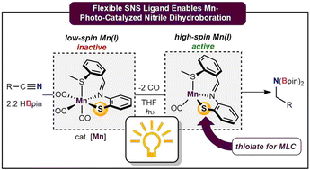 Graphical abstract: Spin-state crossover in photo-catalyzed nitrile dihydroboration via Mn-thiolate cooperation