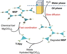 Graphical abstract: Construction of transient supramolecular polymers controlled by mass transfer in biphasic systems