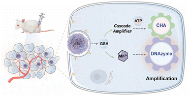 Graphical abstract: High-fidelity ATP imaging via an isothermal cascade catalytic amplifier