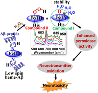 Graphical abstract: Spin state dependent peroxidase activity of heme bound amyloid β peptides relevant to Alzheimer's disease