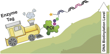 Graphical abstract: Selection methods for proximity-dependent enrichment of ligands from DNA-encoded libraries using enzymatic fusion proteins