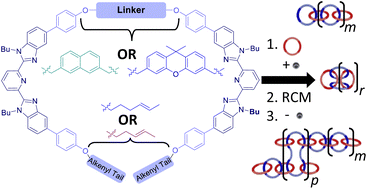 Graphical abstract: The effect of thread-like monomer structure on the synthesis of poly[n]catenanes from metallosupramolecular polymers