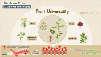 Graphical abstract: Long-term spatiotemporal and highly specific imaging of the plasma membrane of diverse plant cells using a near-infrared AIE probe