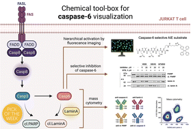 Graphical abstract: Selective chemical reagents to investigate the role of caspase 6 in apoptosis in acute leukemia T cells