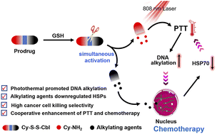 Graphical abstract: Cooperatively enhanced photothermal-chemotherapy via simultaneously downregulating HSPs and promoting DNA alkylation in cancer cells