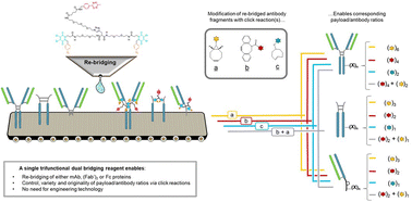 Graphical abstract: Enabling the formation of native mAb, Fab′ and Fc-conjugates using a bis-disulfide bridging reagent to achieve tunable payload-to-antibody ratios (PARs)