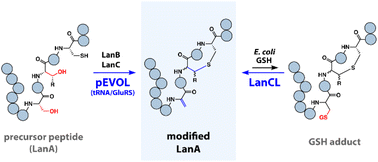 Graphical abstract: Improved production of class I lanthipeptides in Escherichia coli