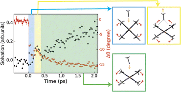 Graphical abstract: Atomic-scale observation of solvent reorganization influencing photoinduced structural dynamics in a copper complex photosensitizer