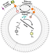 Graphical abstract: Light-controlled artificial transmembrane signal transduction for ‘ON/OFF’-switchable transphosphorylation of an RNA model substrate