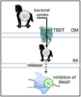 Graphical abstract: Siderophore conjugation with cleavable linkers boosts the potency of RNA polymerase inhibitors against multidrug-resistant E. coli