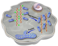 Graphical abstract: Controllable mitochondrial aggregation and fusion by a programmable DNA binder