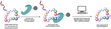 Graphical abstract: A focus on the discovery of potent and selective cyclic peptide scaffolds for drug development