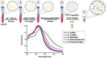 Graphical abstract: Canine parvovirus 2 detection using a LSPR biosensing method with gold nanoparticles