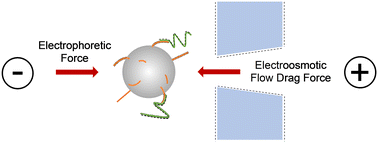 Graphical abstract: An amplification-free, 16S rRNA test for Neisseria gonorrhoeae in urine
