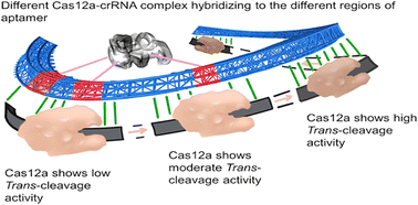 Graphical abstract: A novel strategy for analyzing aptamer dominated sites and detecting AFB1 based on CRISPR–Cas12a