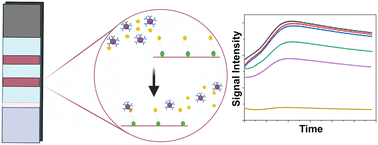 Graphical abstract: Computational modelling of a competitive immunoassay in lateral flow diagnostic devices