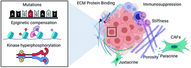 Graphical abstract: Materials-driven approaches to understand extrinsic drug resistance in cancer