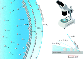 Graphical abstract: An experimental and theoretical study of the inward particle drift in contact line deposits