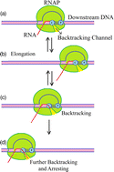 Graphical abstract: Theoretical study of RNA-polymerase behavior considering the backtracking state