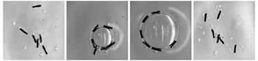 Graphical abstract: Collective motion of self-propelled chemical garden tubes