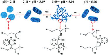 Graphical abstract: Imparting pH and temperature dual-responsiveness in a micellar solution of cationic surfactants by introducing a hydrotrope