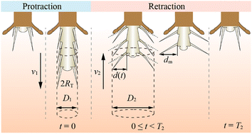 Graphical abstract: Optimal kinematics of the bee tongue for viscous fluid transport