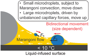 Graphical abstract: Marangoni-induced reversal of meniscus-climbing microdroplets