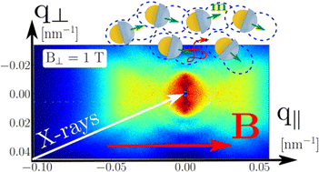 Graphical abstract: Dynamics of magnetic Janus colloids studied by ultra small-angle X-ray photon correlation spectroscopy
