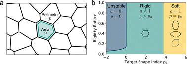 Graphical abstract: The role of non-affine deformations in the elastic behavior of the cellular vertex model