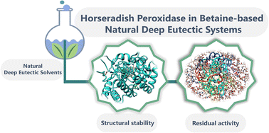 Graphical abstract: Improving the activity of horseradish peroxidase in betaine-based natural deep eutectic systems