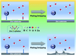 Graphical abstract: A hydrophobic layer of amino acid enabling dendrite-free Zn anodes for aqueous zinc-ion batteries