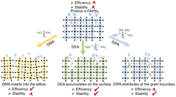 Graphical abstract: Stabilizing black-phase FAPbI3 in humid air with secondary ammoniums