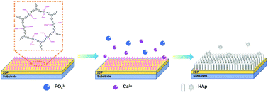 Graphical abstract: Mineralization of calcium phosphate on two-dimensional polymer films with controllable density of carboxyl groups