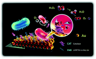 Graphical abstract: A novel antibacterial gold nanoparticle layer with a self-cleaning ability through the production of oxygen bubbles