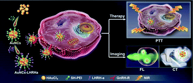 Graphical abstract: AuNCs–LHRHa nano-system for FL/CT dual-mode imaging and photothermal therapy of targeted prostate cancer