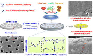 Graphical abstract: Zwitterionic/phosphonate copolymer coatings endow excellent antifouling properties and robust re-mineralization ability of dentine substrates