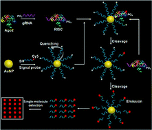 Graphical abstract: Construction of a gold nanoparticle-based single-molecule biosensor for simple and sensitive detection of Argonaute 2 activity