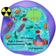 Graphical abstract: X-ray triggered pea-shaped LuAG:Mn/Ca nano-scintillators and their applications for photodynamic therapy