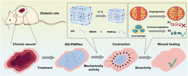Graphical abstract: Mechanically active small intestinal submucosa hydrogel for accelerating chronic wound healing