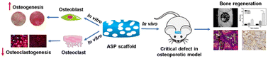 Graphical abstract: A bioactive poly(ether-ether-ketone) nanocomposite scaffold regulates osteoblast/osteoclast activity for the regeneration of osteoporotic bone