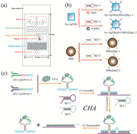 Graphical abstract: A capillary-driven LoC-SERS device integrated with catalytic hairpin assembly amplification technology for NSCLC-related biomarkers detection