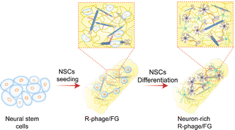 Graphical abstract: Integration of genetically engineered virus nanofibers and fibrin to form injectable fibrous neuron-rich hydrogels and enable neural differentiation