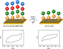 Graphical abstract: A rapid, selective, and ultrasensitive voltammetric and gravimetric protocol for MMP-1 active form detection