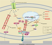 Graphical abstract: Response of mesenchymal stem cells to surface topography of scaffolds and the underlying mechanisms