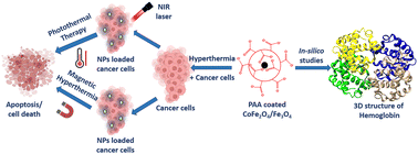 Graphical abstract: Comparative analysis of cobalt ferrite and iron oxide nanoparticles using bimodal hyperthermia, along with physical and in silico interaction with human hemoglobin