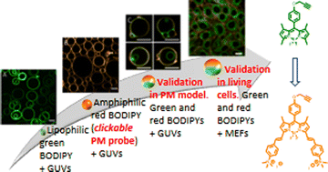 Graphical abstract: Polar ammoniostyryls easily converting a clickable lipophilic BODIPY in an advanced plasma membrane probe