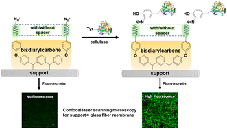Graphical abstract: Surface modified materials for active capture of enzymes