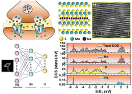Graphical abstract: Experimental and theoretical evidence of ion engineering in nanocrystalline molybdenum disulfide memristors for non-filamentary switching actions and ultra-low-voltage synaptic features